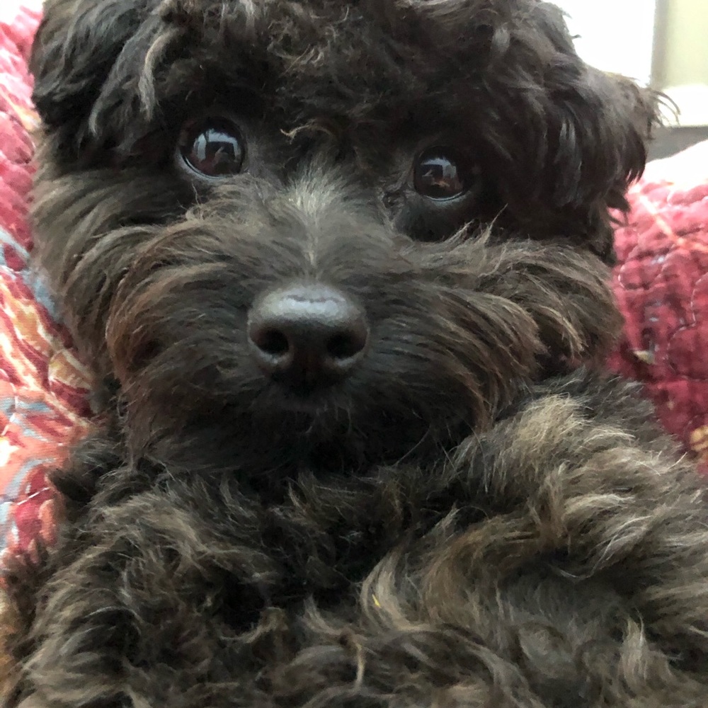 Meet your Posher, Amberley